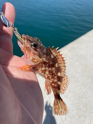 カサゴの釣果