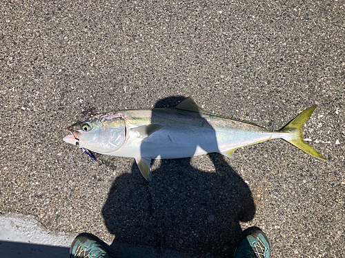 ブリの釣果