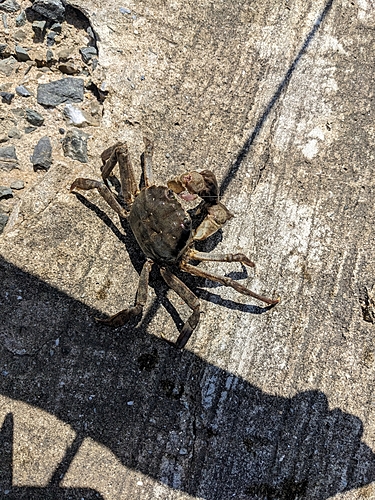 カニの釣果