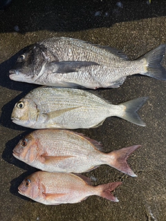 クロダイの釣果