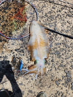 アオリイカの釣果
