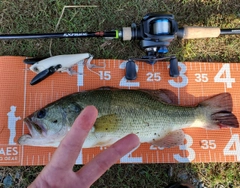 ブラックバスの釣果