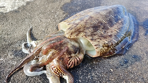 コウイカの釣果