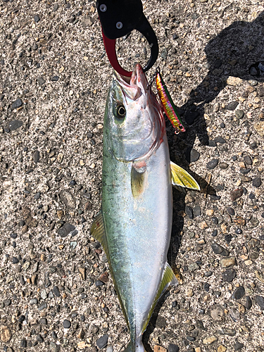 イナダの釣果