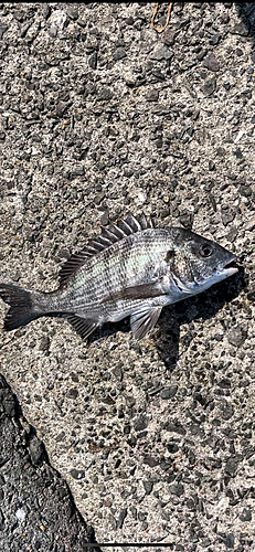 クロダイの釣果