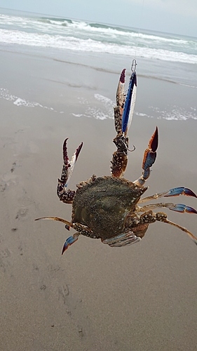 ガザミの釣果