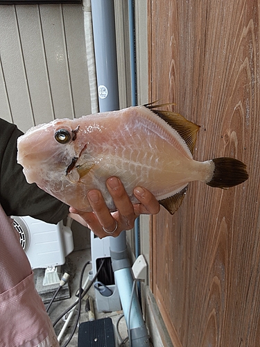 カワハギの釣果