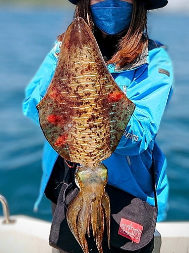 アオリイカの釣果