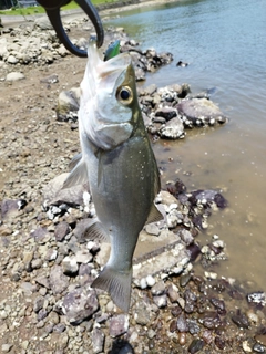 釣果