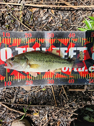 ブラックバスの釣果