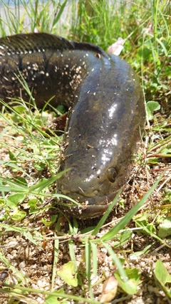 ライギョの釣果