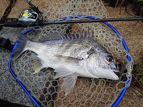 キビレの釣果