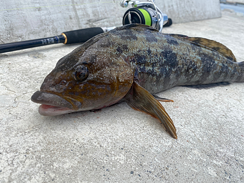 アイナメの釣果