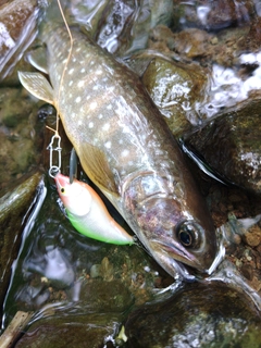 エゾイワナの釣果