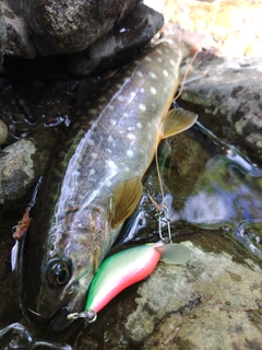 エゾイワナの釣果