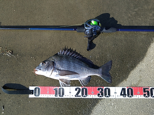 クロダイの釣果