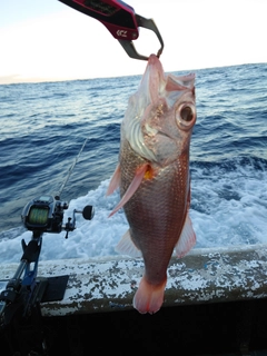 アカムツの釣果