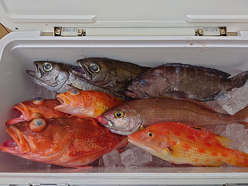 ウッカリカサゴの釣果