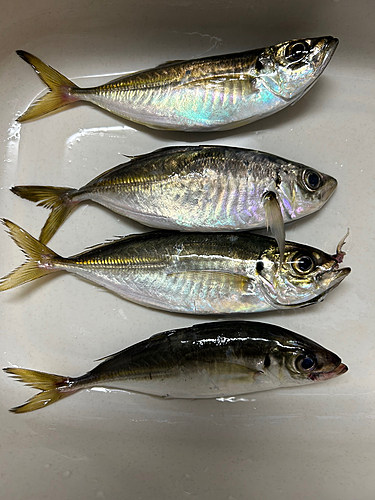 釣果