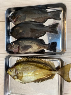 グレの釣果