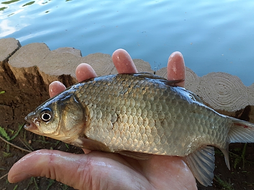 フナの釣果