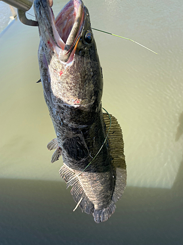 ライギョの釣果