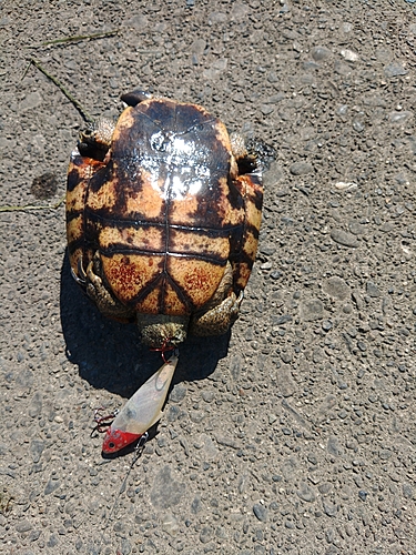 釣果