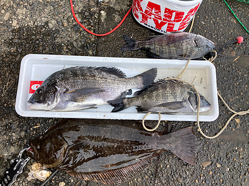 クロダイの釣果