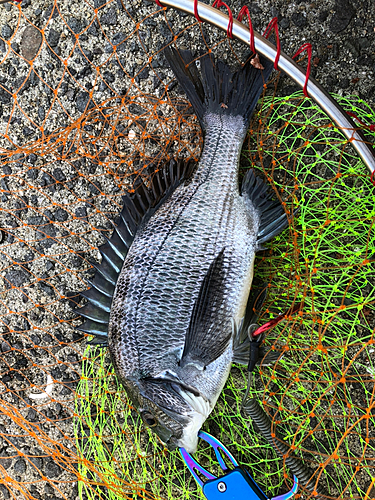 メイタの釣果