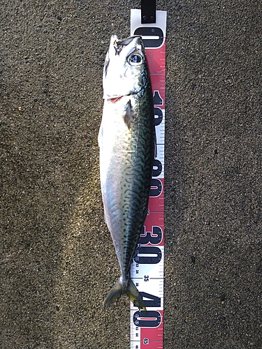 サバの釣果