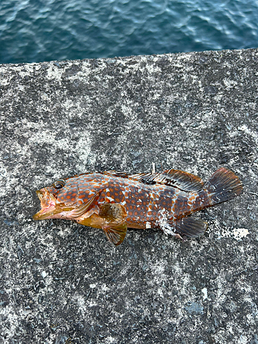 キジハタの釣果