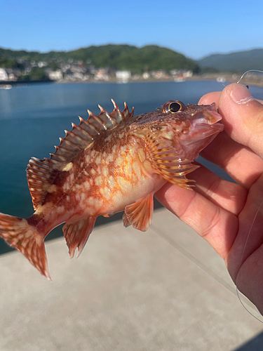 カサゴの釣果