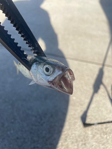 サバの釣果