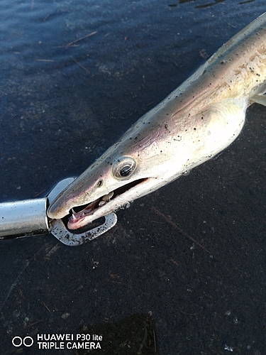 ハモの釣果