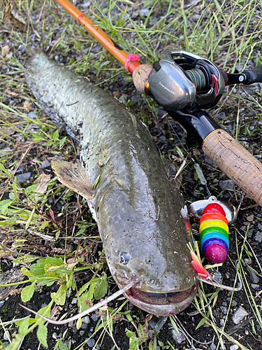 ナマズの釣果