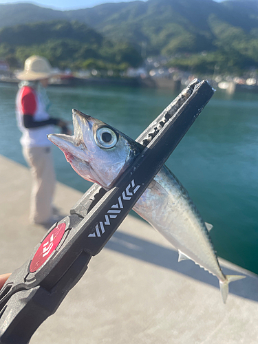 サバの釣果