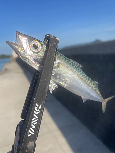 サバの釣果