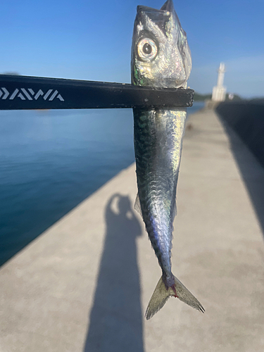 サバの釣果