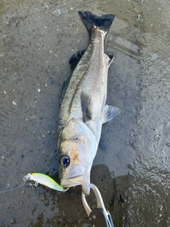 スズキの釣果