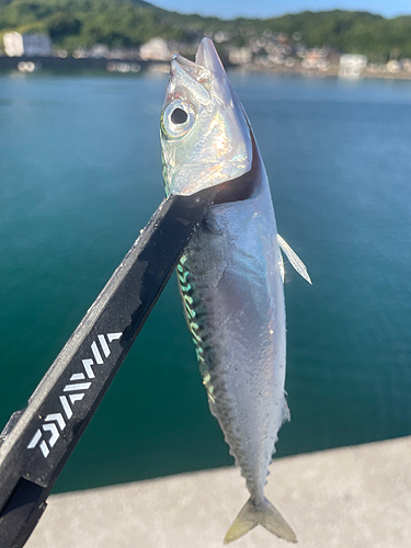 サバの釣果