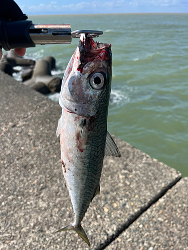 サバの釣果