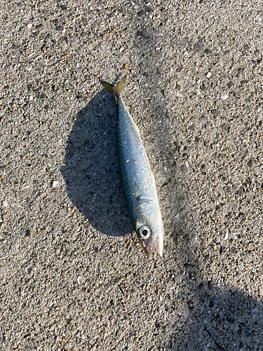 サバの釣果