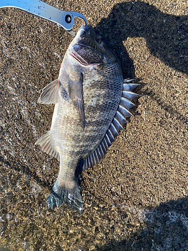 チヌの釣果