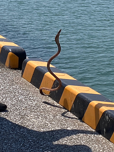 ウミヘビの釣果