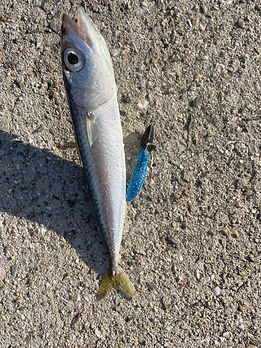 サバの釣果