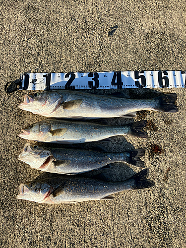 シーバスの釣果