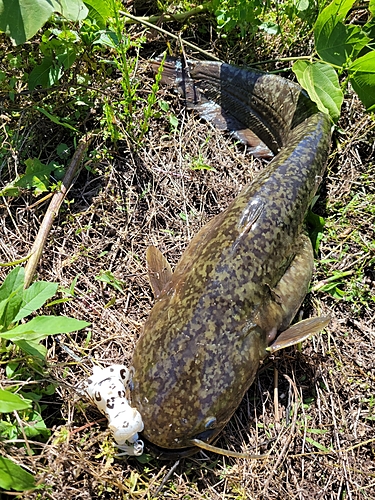 ナマズの釣果