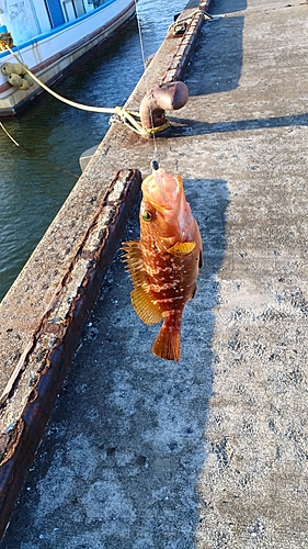 キジハタの釣果