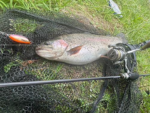 ニジマスの釣果