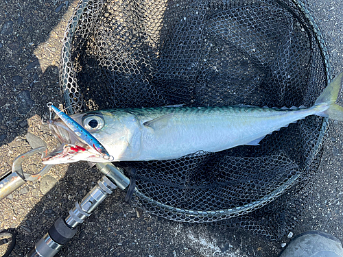 サバの釣果